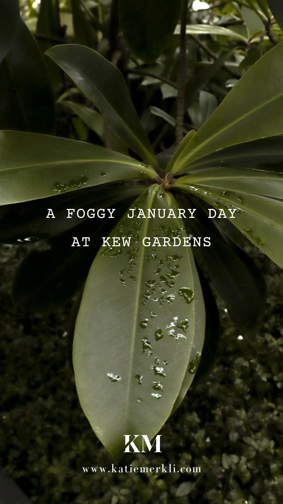 A Foggy January Day at Kew Gardens London Pinterest 3