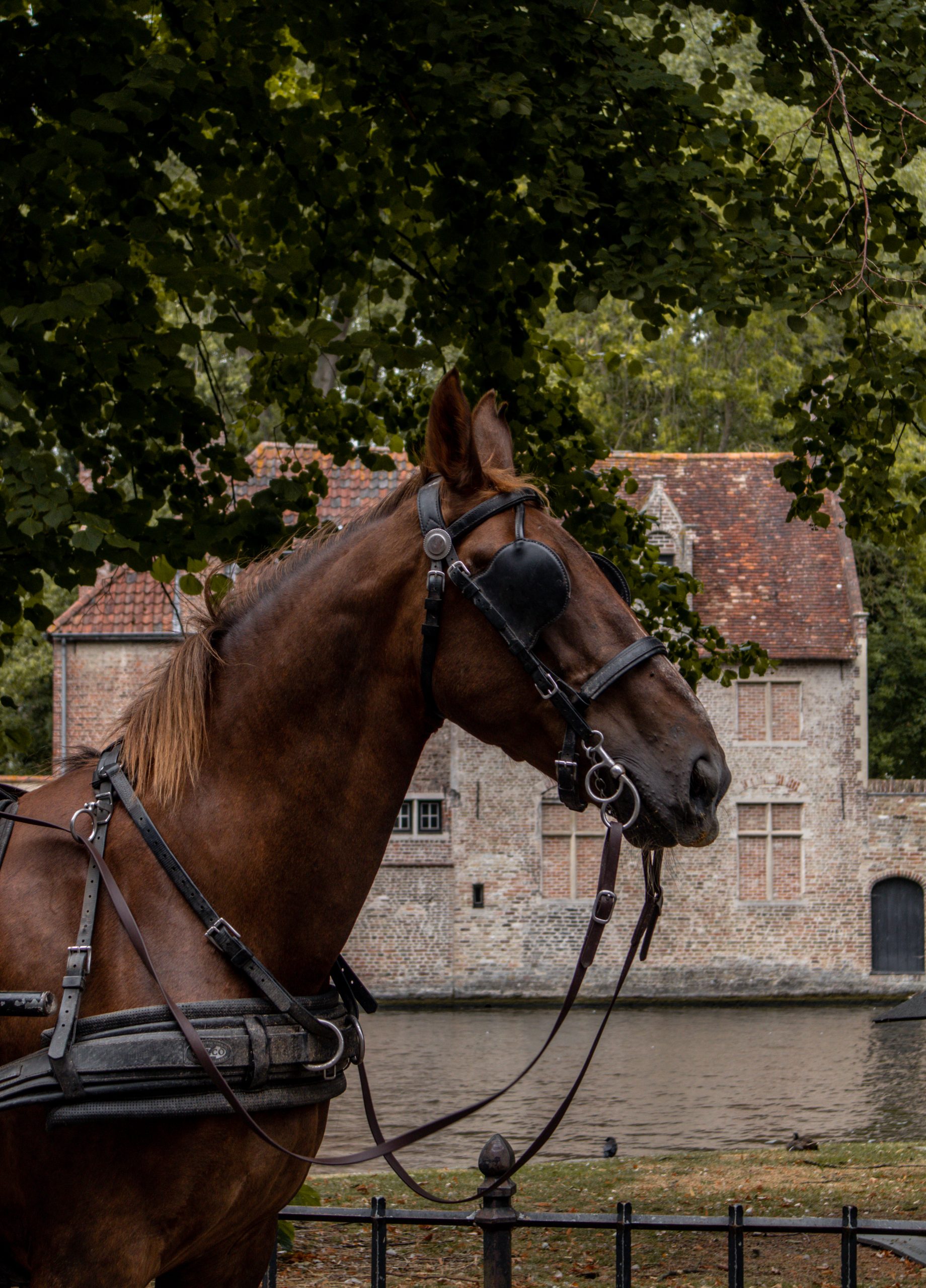 KATIE MERKLI BRUSSELS-8