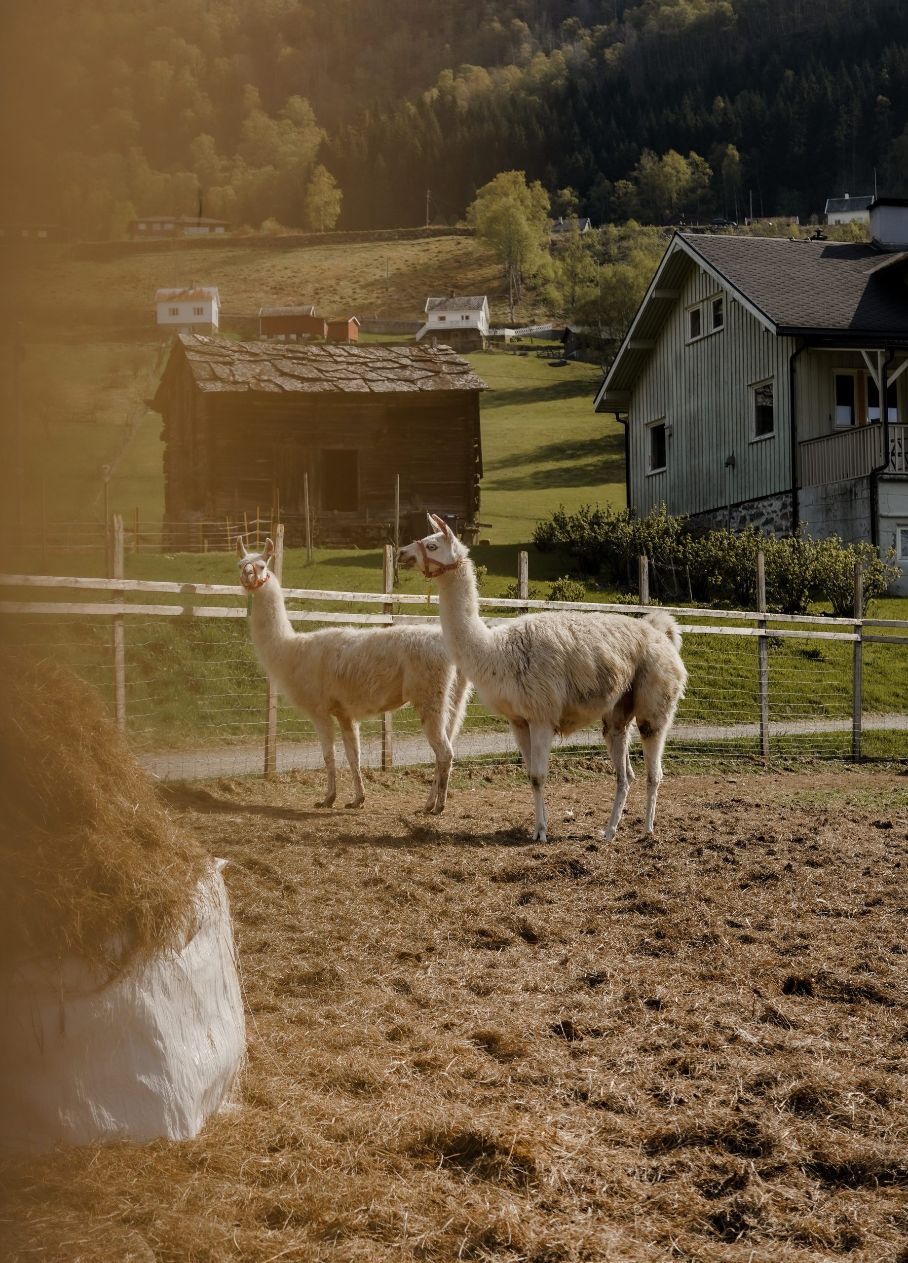 KATIE MERKLI PRINCESS CRUISES NORWAY FJORDS-51