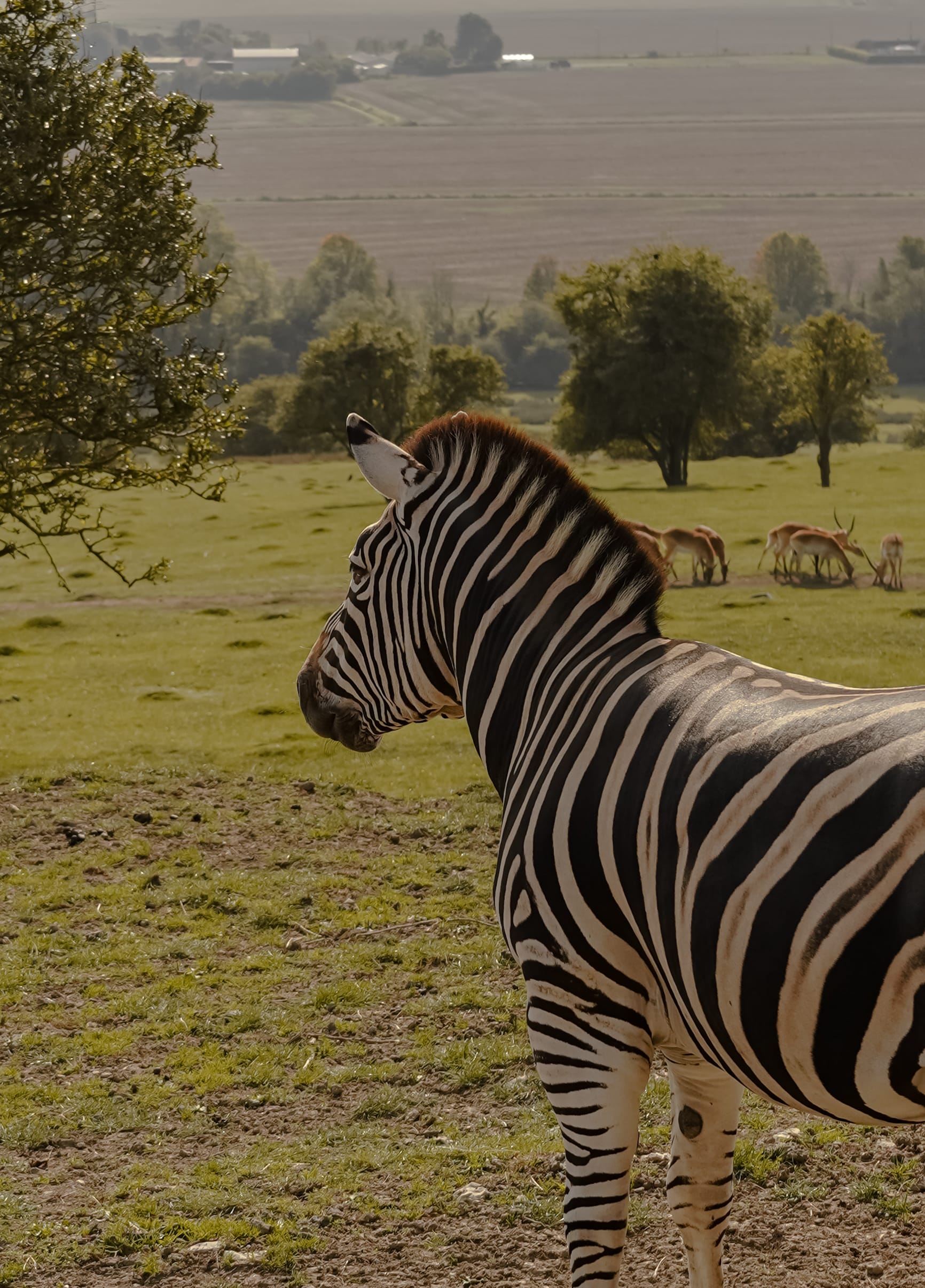 KATIE MERKLI PORT LYMPNE-5